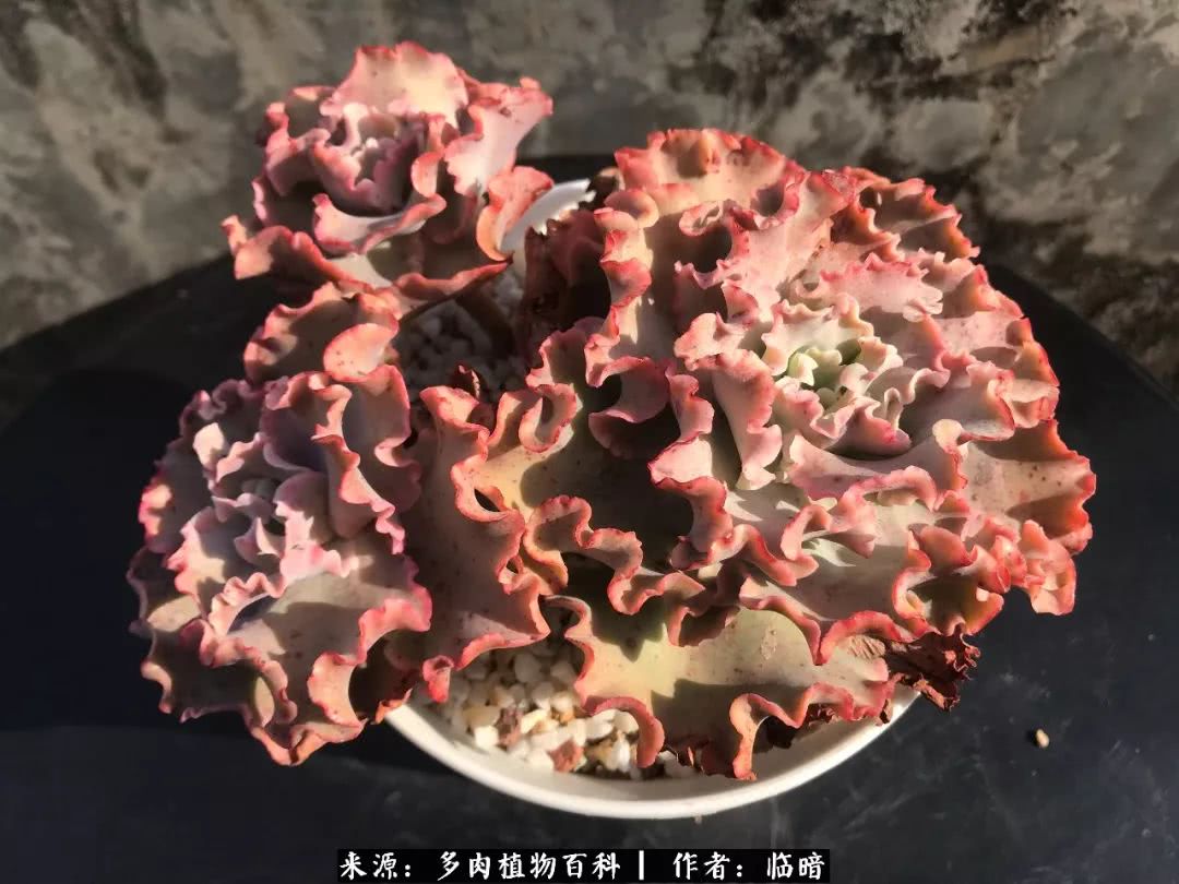 多肉带给我的感情,多肉给人们带什么作用