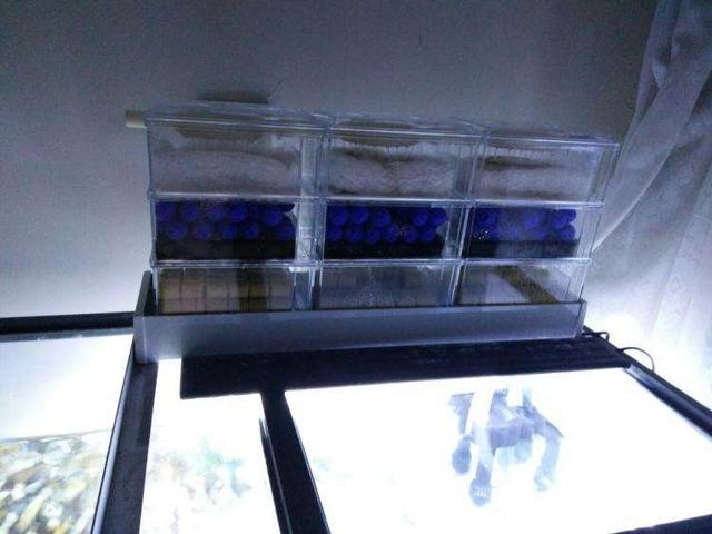 鱼缸生化棉可以不放吗,鱼缸用生化棉好还是滤材好