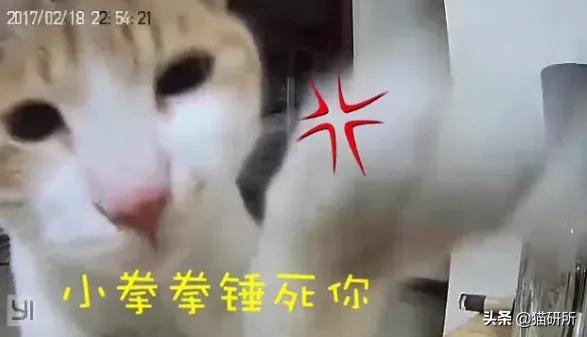 给猫咪装的摄像头是什么样子的,猫咪摄像头有哪些