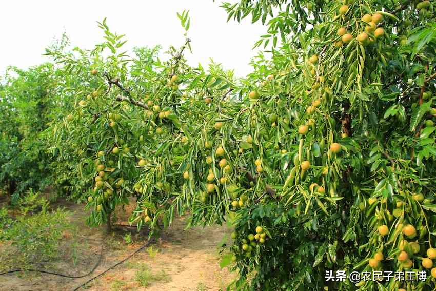 红枣树黄叶死树怎么办,红枣树膨果技术与管理