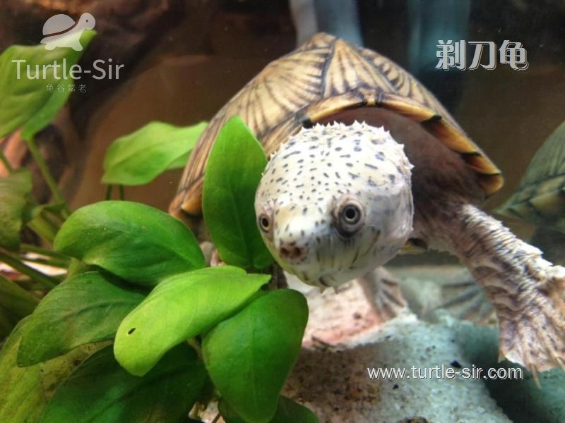 深水龟腐皮病怎么治疗,剃刀龟腐甲怎么治
