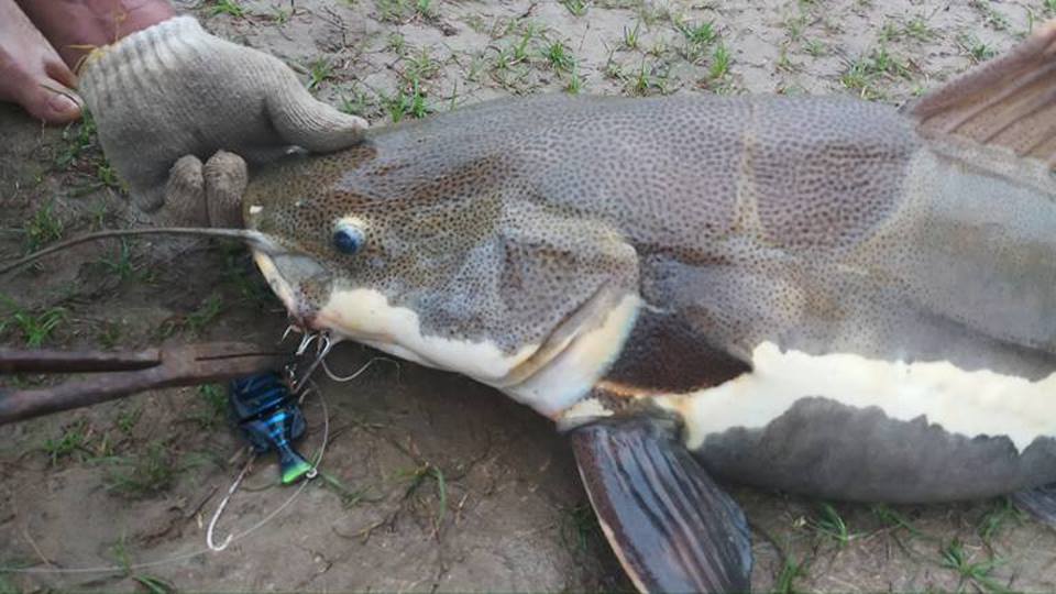 红尾鲶厉害吗,李大毛钓红尾鲶