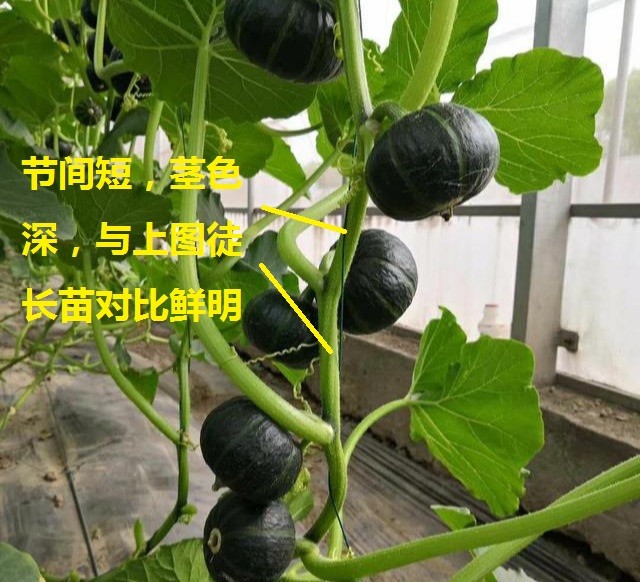 贝贝南瓜几片叶坐果好,贝贝南瓜怎样管理才能结瓜