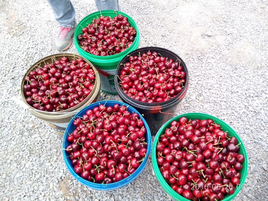 水果预售成功案例,网络卖水果骗局揭秘视频