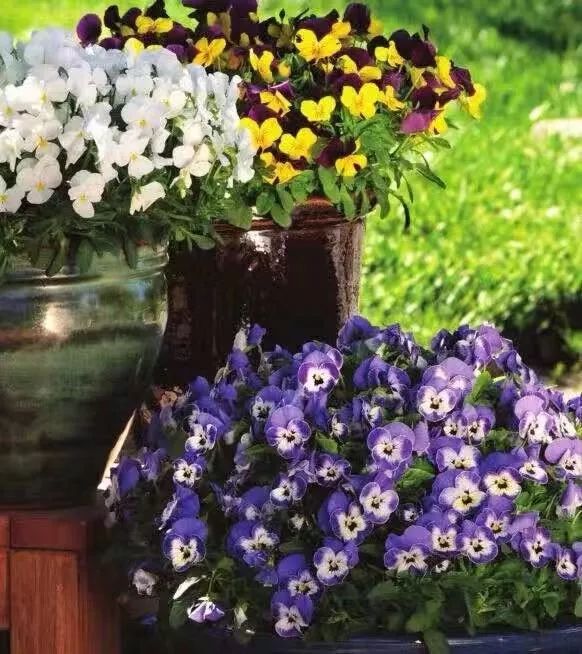 哪些花是开花机器,开花最香最好看繁殖能力还强的花