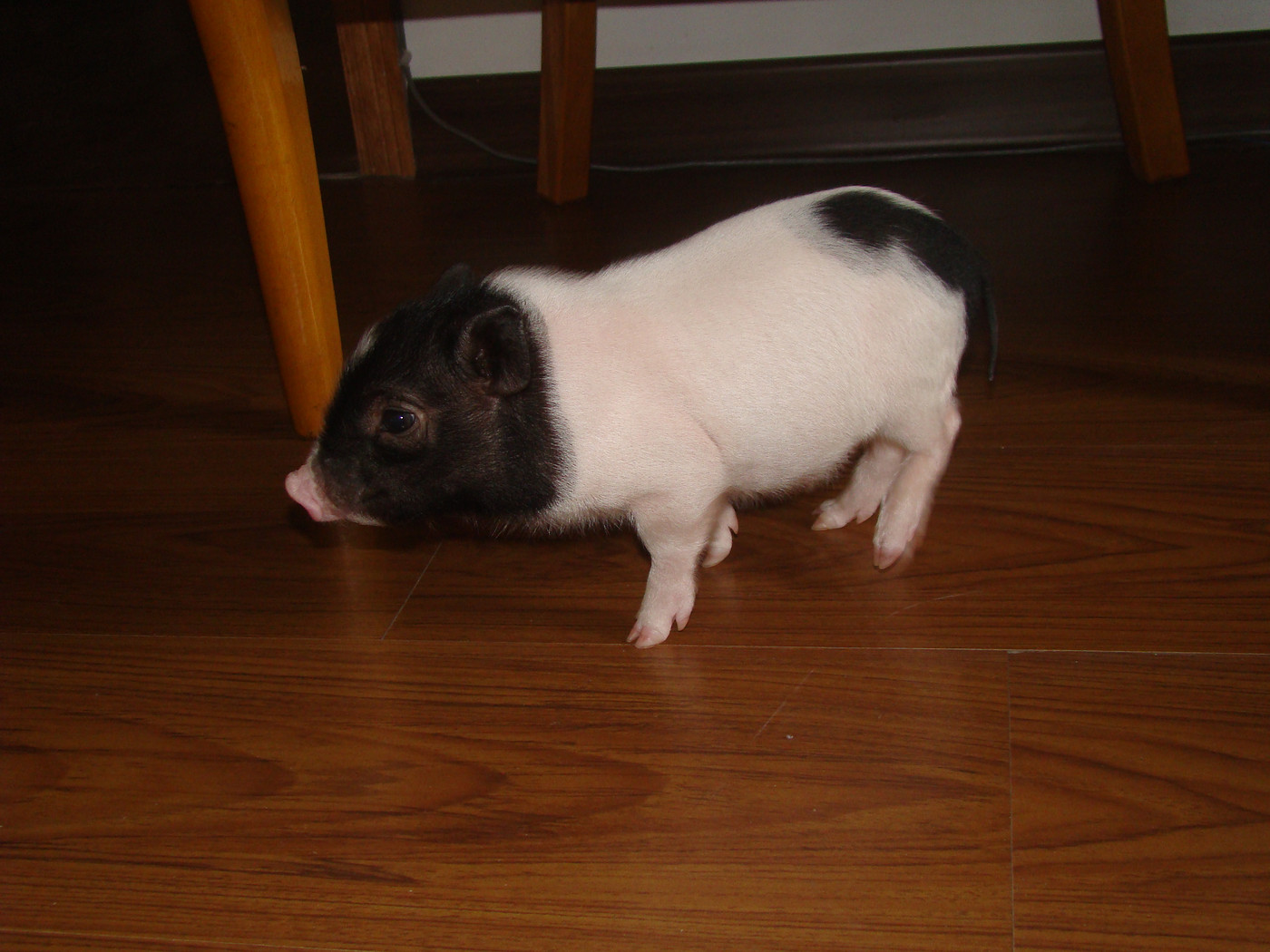 适合上班族养的小型宠物都有什么,适合在家养的小宠物便宜好养