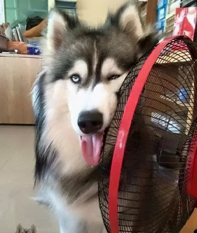 法斗中暑后没呼吸还能抢救过来吗,法斗狗狗中暑死亡了