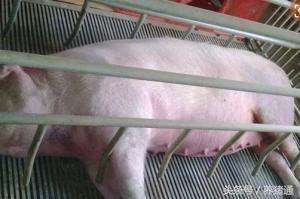 母猪低温不吃食怎么治疗,母猪低温不食的土方法