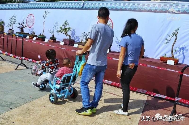 广东的盆景有哪些,适合广东玩的盆景