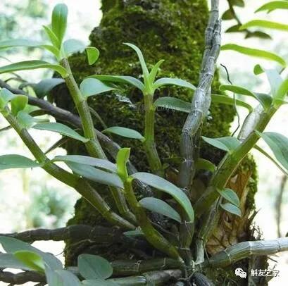 石斛兰叶子变黄的解决办法,石斛兰叶子变黄了怎么解决