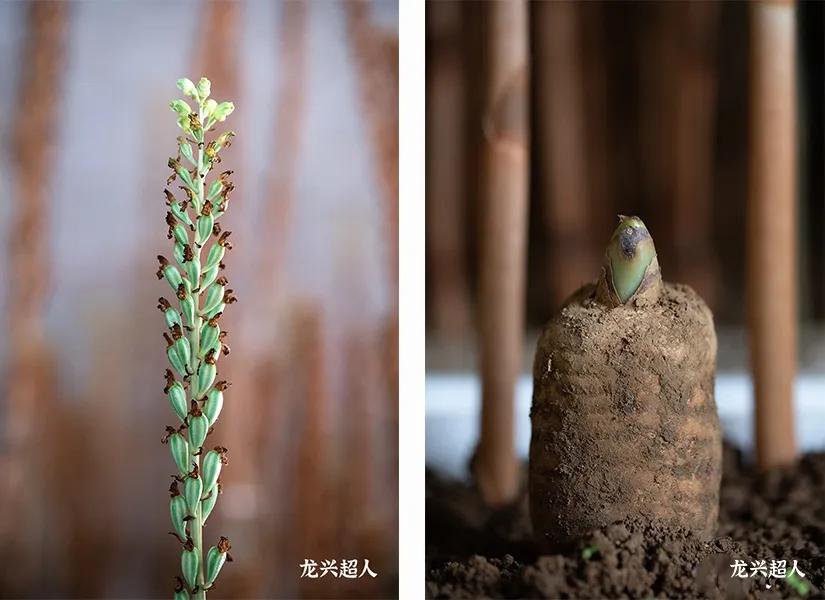 贵州道地药材天麻,道地药材天麻之乡