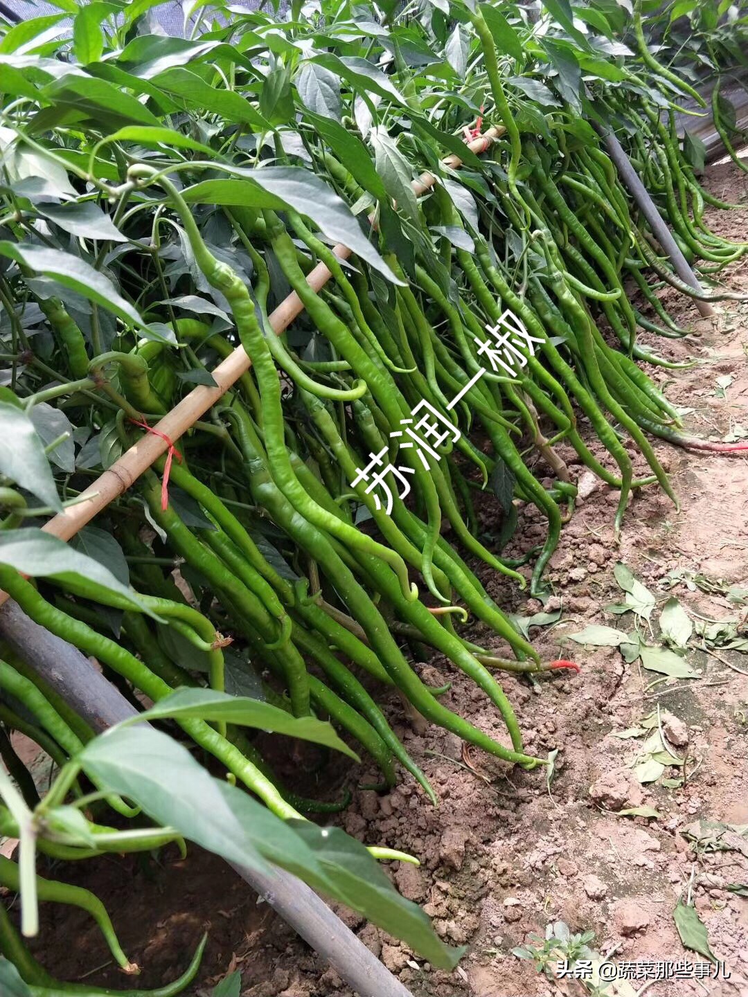 中国十大辣椒产地排名,辣椒有哪几种种类