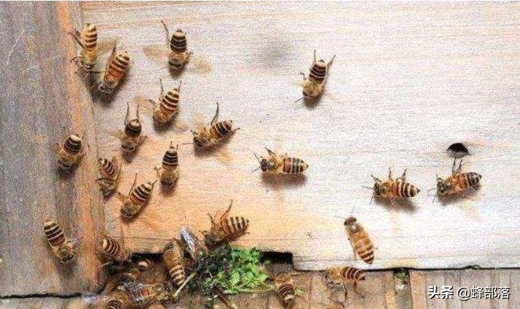 工蜂死亡前做的一件事，养蜂人恨到咬牙切齿，真相却很伟大