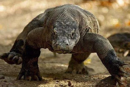 银背大猩猩在自然界的战斗力,地球最强动物银背大猩猩