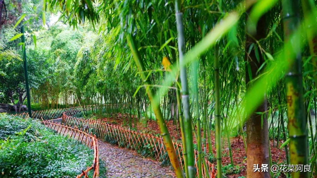 江南最忆是杭州,江南好最忆是杭州朗读