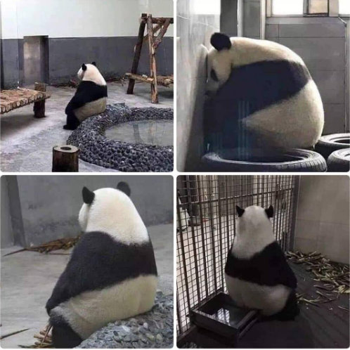 五大联赛停摆后怎么处理,五大联赛停摆2024