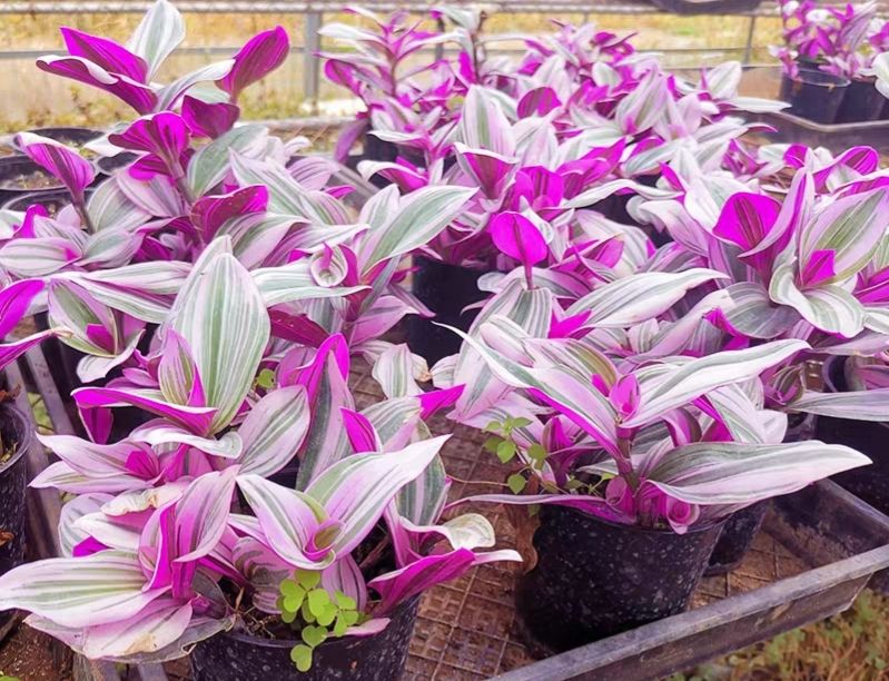 十大最好养的绿萝花,九种养不死的花