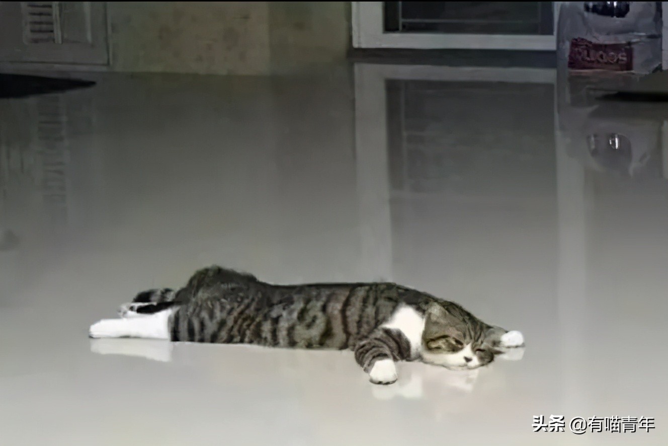 好不容易养大的猫被猪拱了,猫为什么喜欢被猪拱