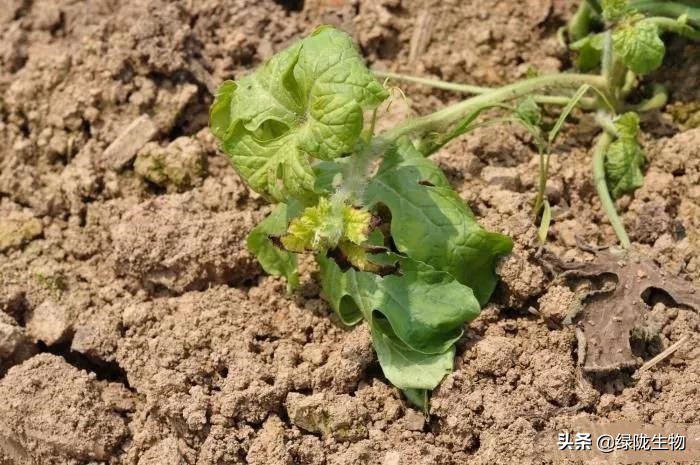 以前给作物用生鸡粪效果很好，现在却频繁烧苗病虫害，为什么？