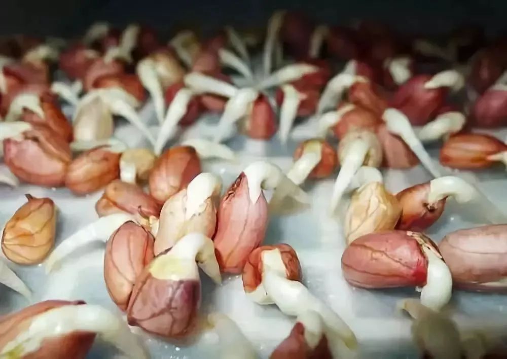 蔬菜发芽还能吃吗,蔬菜发芽了还能买吗