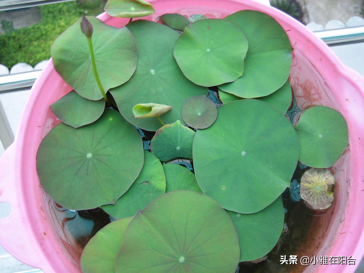 碗莲怎么养视频教程全集,碗莲怎样养才能开花多