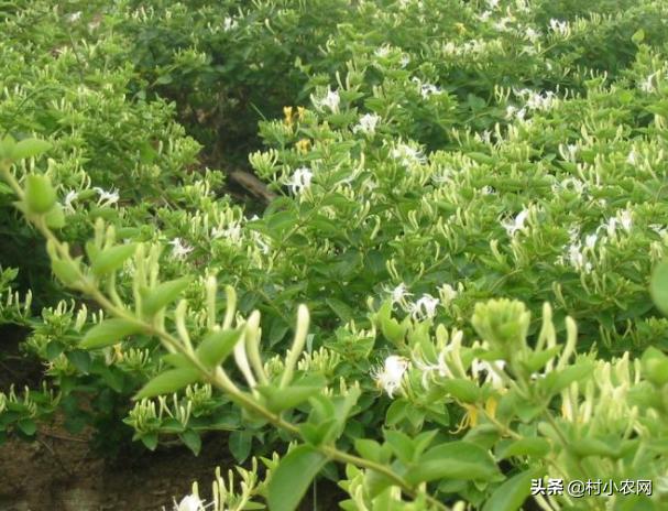 种植金银花药材前景如何,种植一亩地的金银花需要多少钱