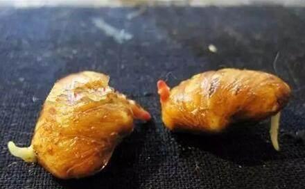 把吃剩的山竹核扔盆里，一个月，长出的盆栽漂亮