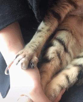 招惹蜜蜂的小猫咪,小爪子肿了3倍大,一脸委屈:下次不敢了