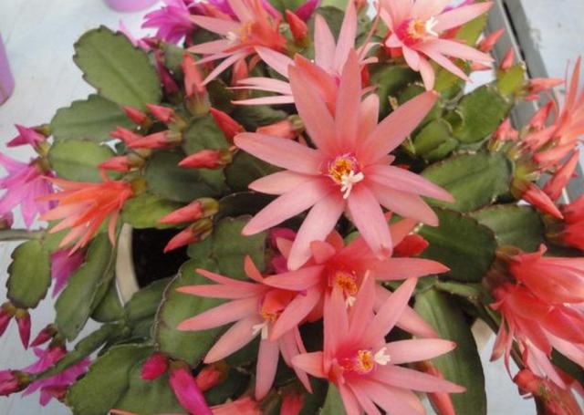 开花超美de仙人掌三千金：蟹爪兰、仙人指、假昙花，你能分清吗？