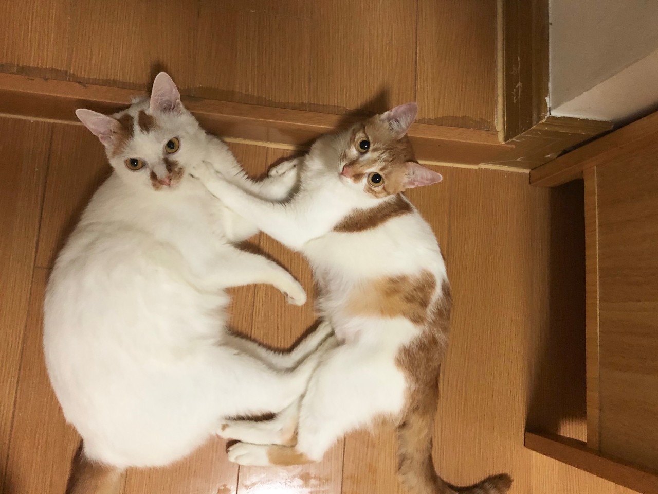 猫咪烧心怎么解决,猫咪肠胃炎拉血药推荐