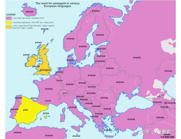 凤梨和菠萝什么区别图片,金钻凤梨与菠萝的区别