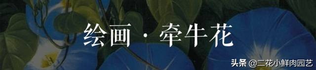 100种花卉绘画,100多张花卉线描手稿素材赶快收藏