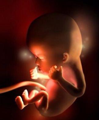 胚胎发育过程3d视频,3d还原胎儿发育全过程孕妈必看