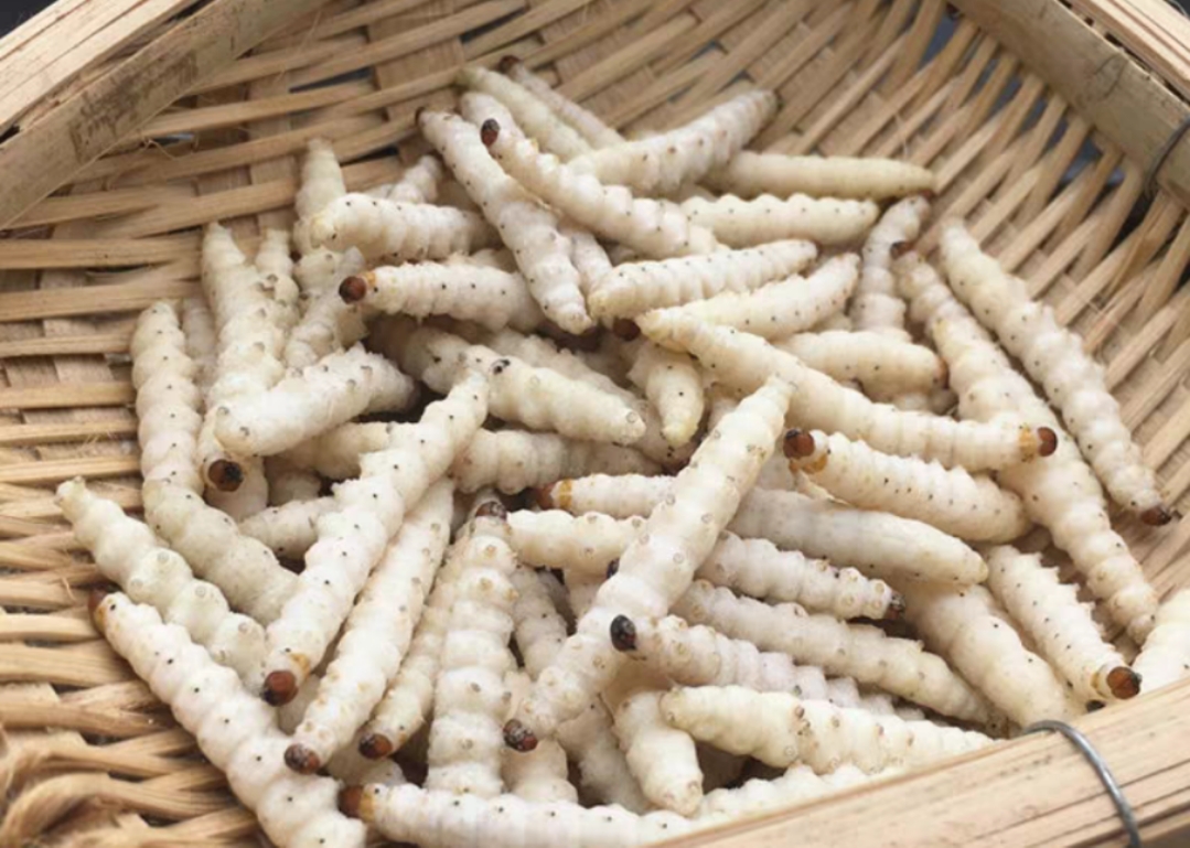 各种虫子美食大总结,关于虫子的重口味美食