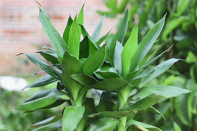 富贵竹黄了有的杆子软了怎么拯救,冬天富贵竹杆子黄了软了怎么补救