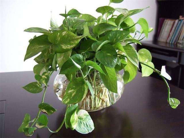 绿萝怎么才不烂根黄叶,绿萝过冬不断黄叶是这几点在作祟