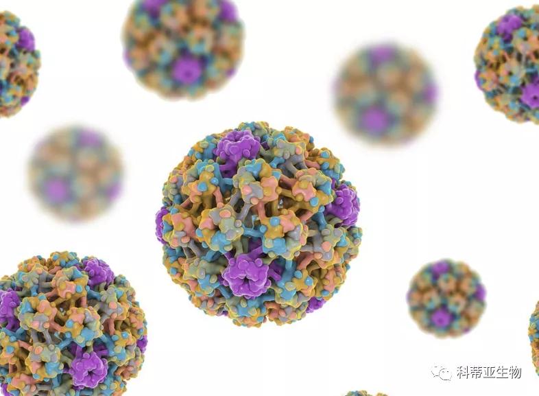 国际hpv视频,国际hpv最新信息