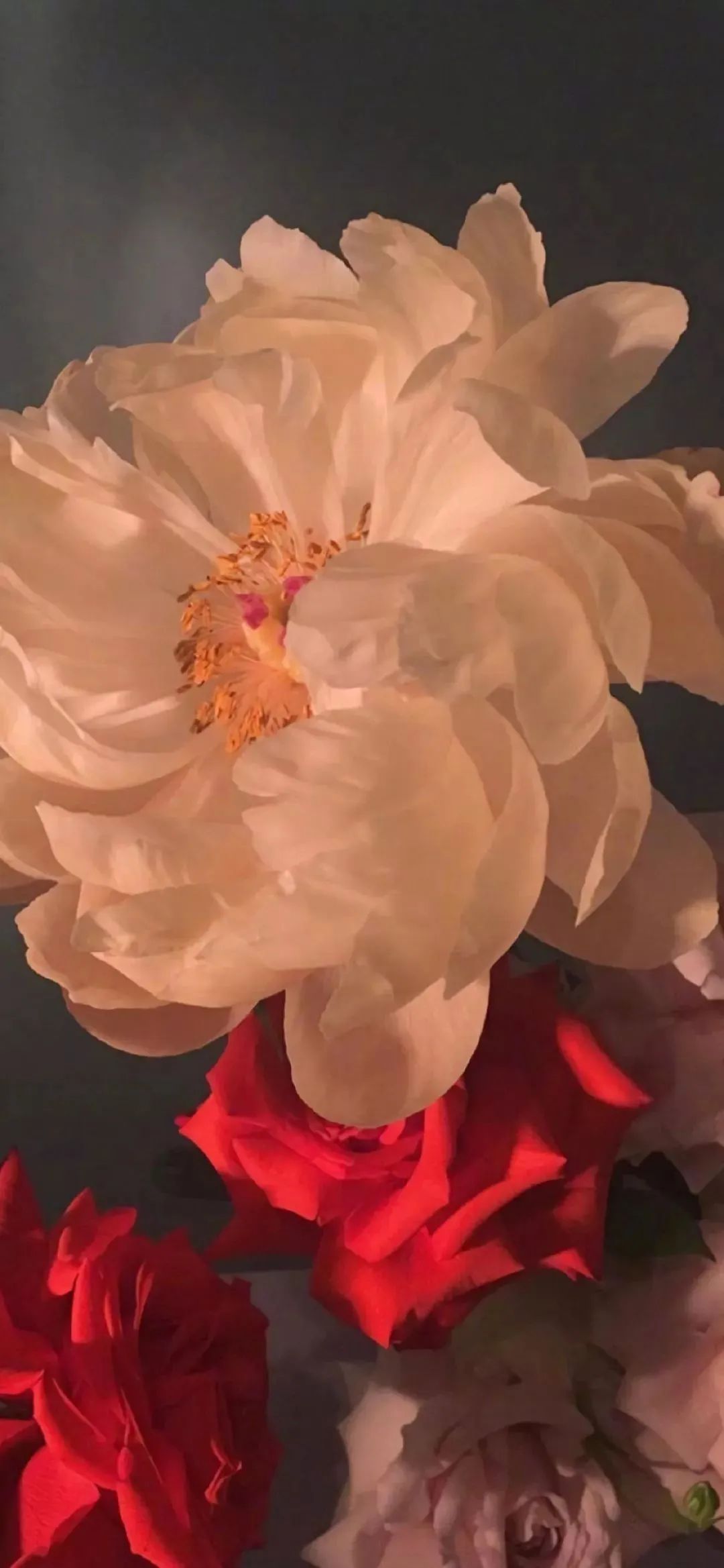 谷爱凌图片高清壁纸,周杰伦图片高清壁纸