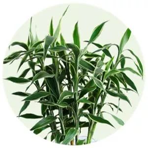 全部金木水火土五行五系植物介绍,五种植物代表五行