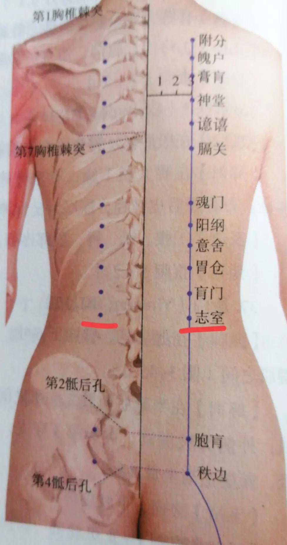 每日一穴承扶穴,每日一穴颧髎穴