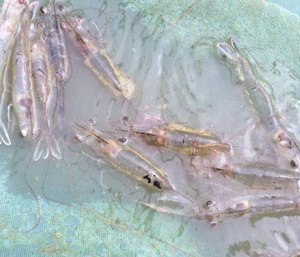 对虾在养殖中遇到的问题,对虾养殖池塘虫子多怎么办