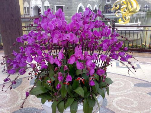 刚买回来的蝴蝶兰怎样养护,刚换盆的蝴蝶兰怎样养护