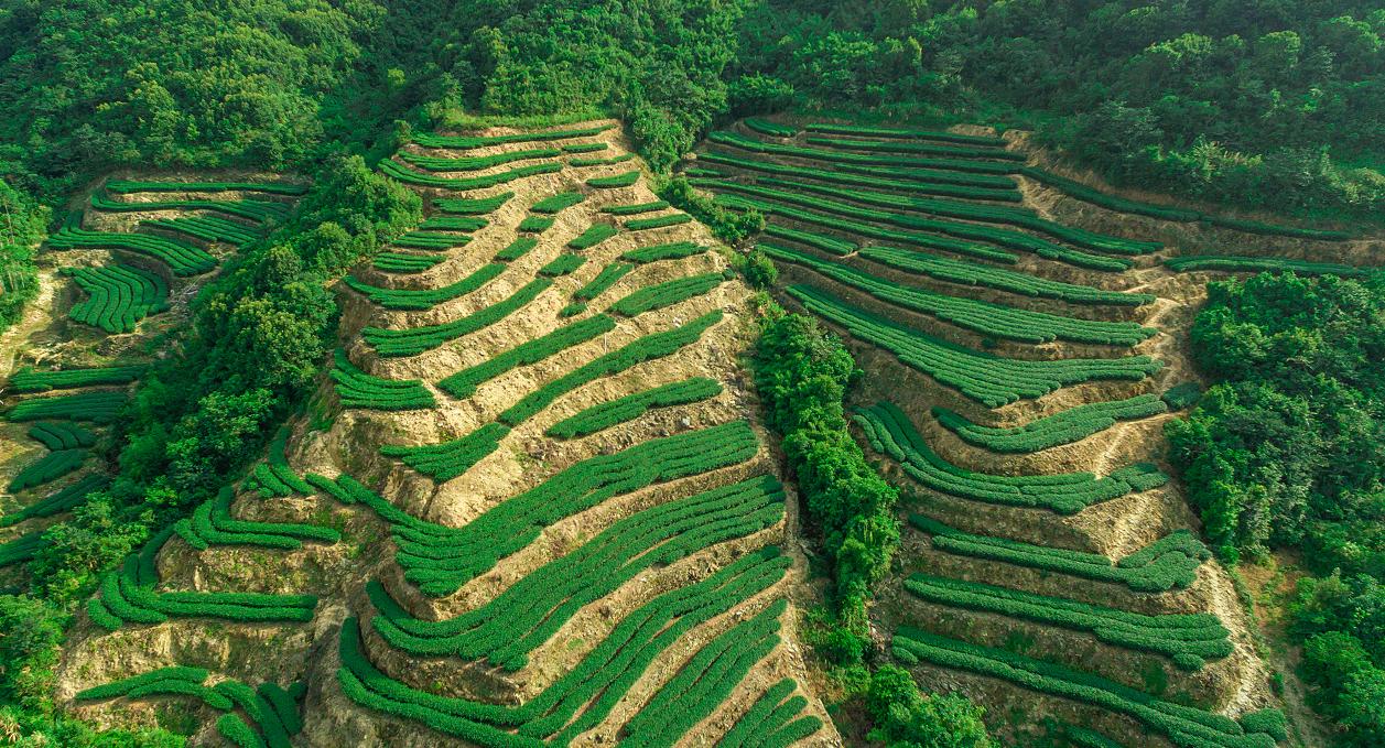 横坑五指嶂,横坑五指嶂云雾茶团购