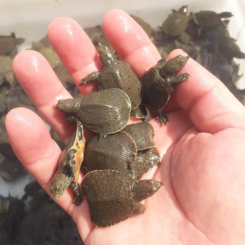 姚志刚养甲鱼,养甲鱼发家年赚一千万