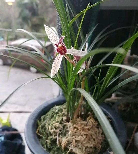 兰花盆栽适合放室外还是室内,盆栽兰花可以淋雨吗