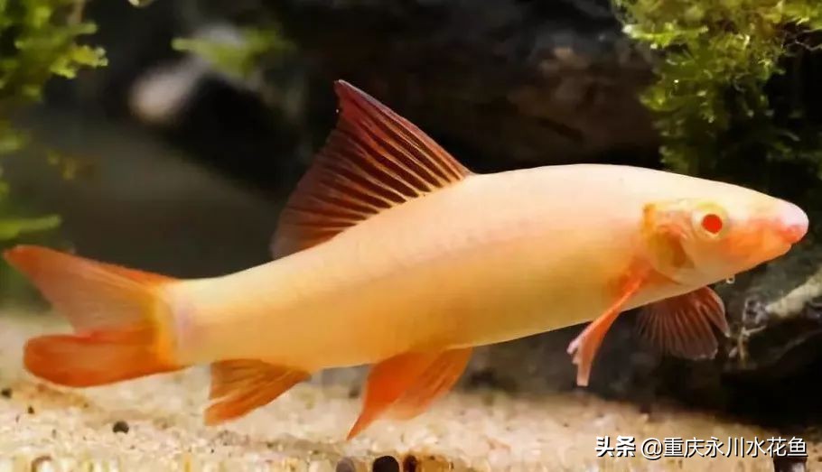 十种最漂亮的观赏鱼视频播放,观赏鱼60条