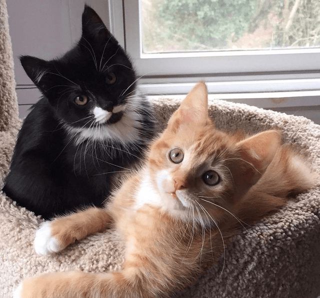 想要一只可爱小猫咪吗,如何训练出一只听话的猫咪