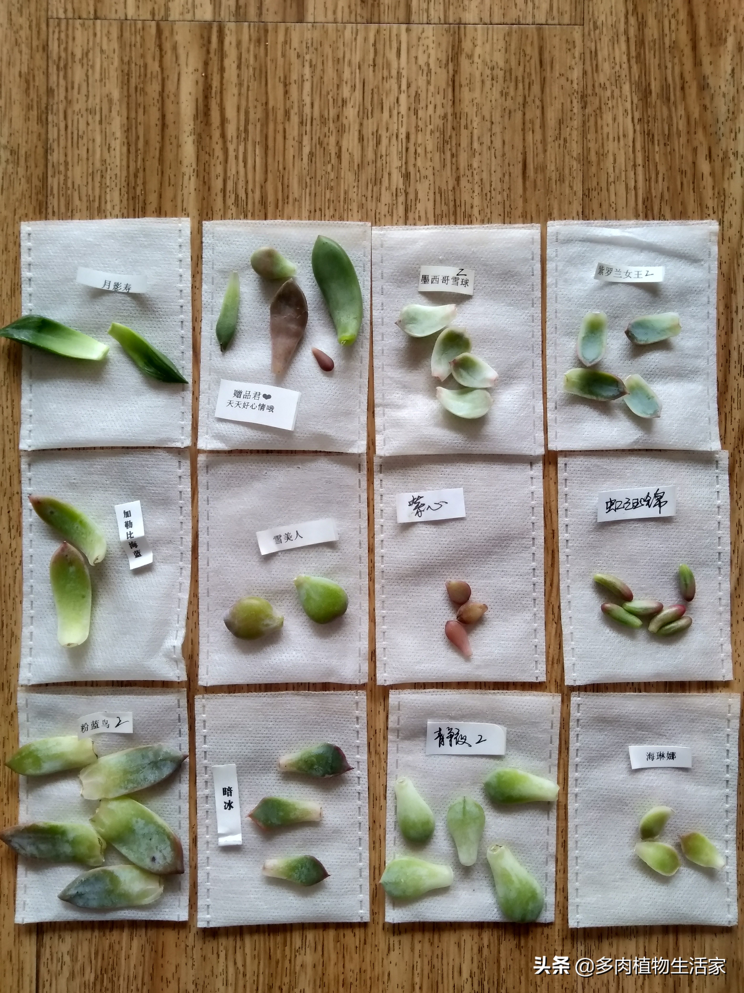 多肉经历寒冬酷暑迎来了春天,多肉经历了冬天的寒冷变得更美