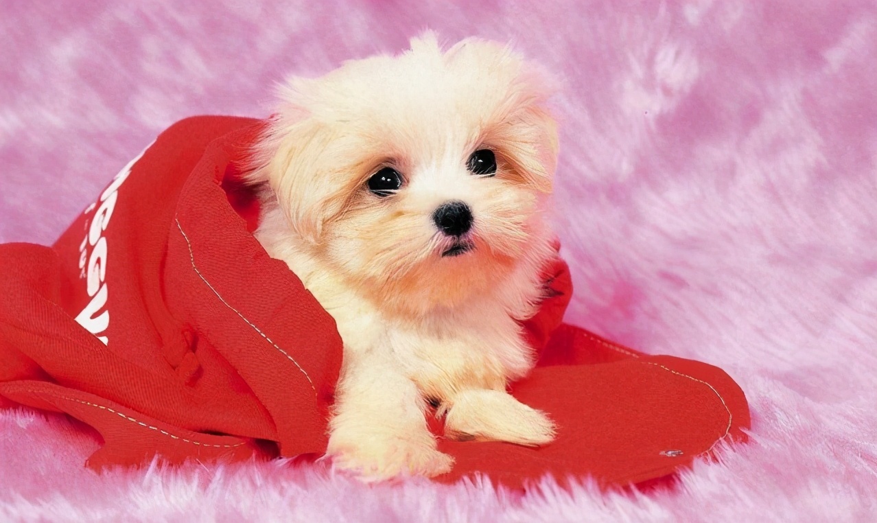 刚出生7天的狗拉稀怎么办,小奶狗拉黄稀屎是什么原因