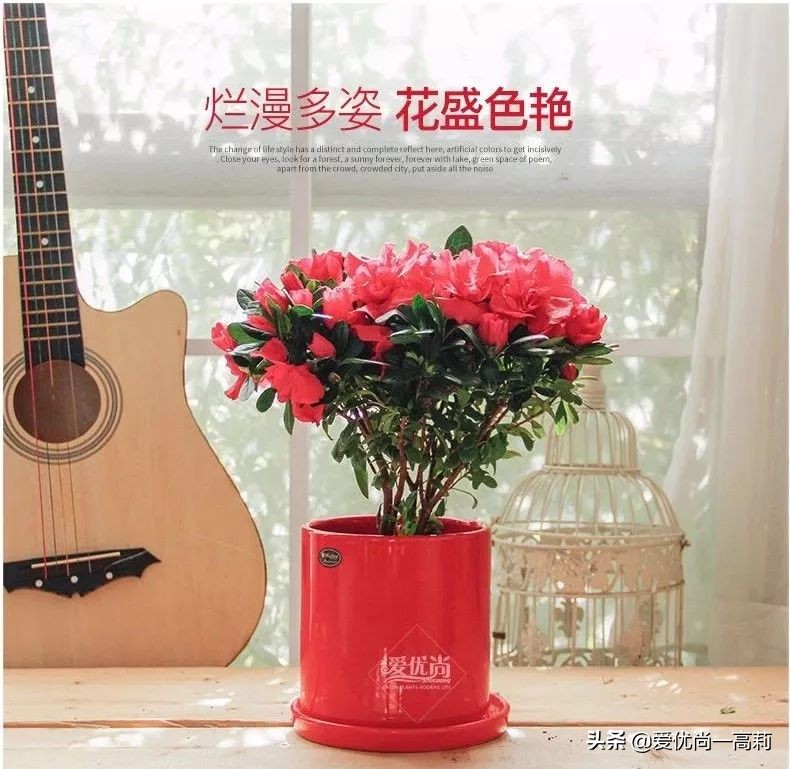 完美搭配，背阴阳台咱们也可以打造一个花园！